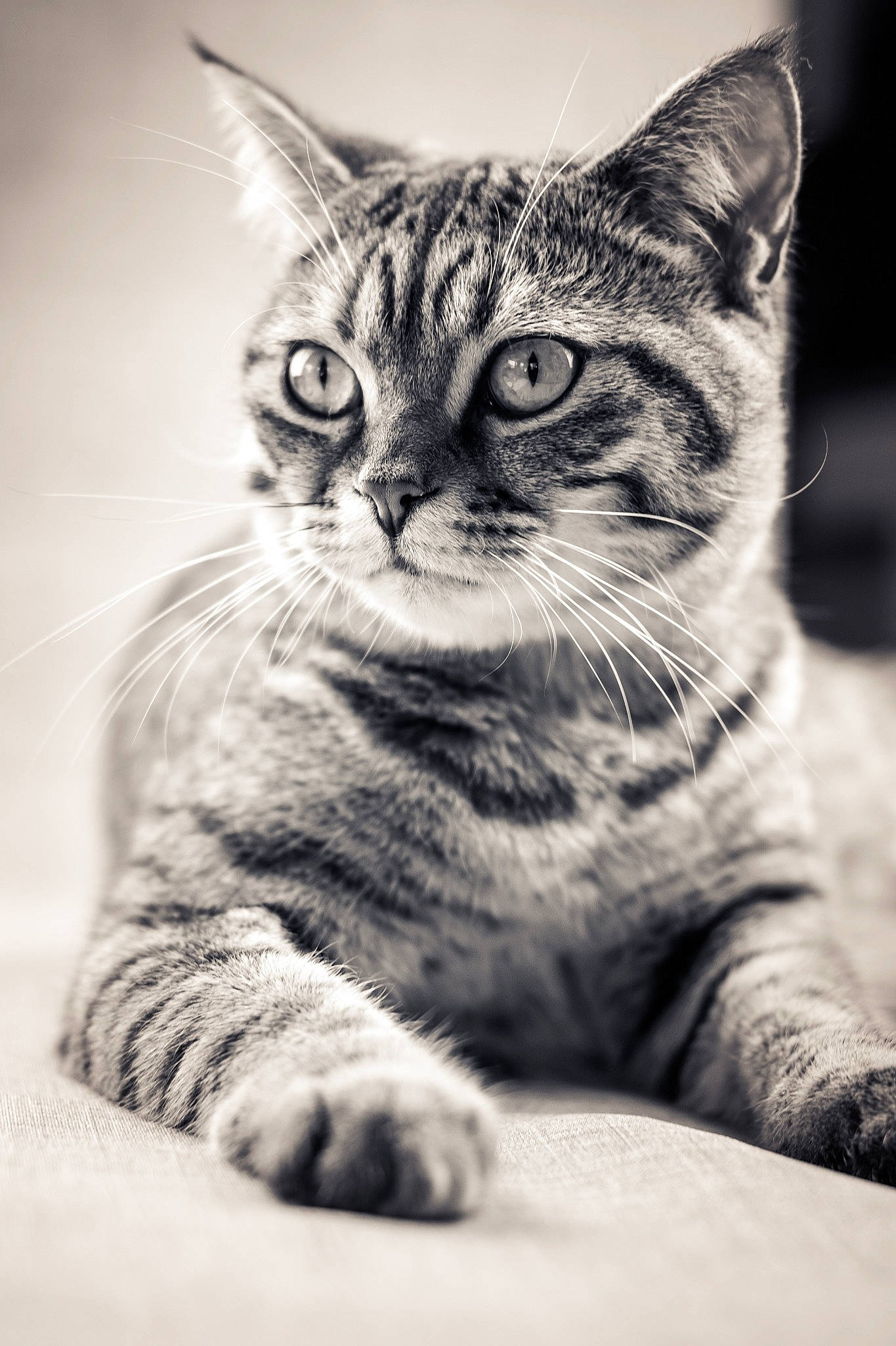 Kiwi a rejoint le concours — aidez-le/la à gagner de superbes lots ! american_shorthair, american_wirehair, asian, black_and_white, carnivore, cat, domestic_short_haired_cat, dragon_li, european_shorthair, eye, felidae, kitten, mammal, monochrome, paw, photography, small_to_medium_sized_cats, snout, tabby_cat, whiskers