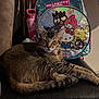 Sonny joined the competition — help win amazing prizes! cat, tabby, chair, backpack, hello_kitty, indoor, relaxed, feline, animal, pet, fur, striped, resting, seat, cute, cozy, domestic, mammal, home, accessory