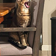 Sonny joined the competition — help win amazing prizes! cat, tabby, chair, wooden_table, yawning, indoor, pet, feline, shadow, cushion, fur, animal, sitting, mouth_open, whiskers, ears, legs, tail, domestic, home