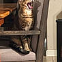 cat, tabby, chair, wooden_table, yawning, indoor, pet, feline, shadow, cushion, fur, animal, sitting, mouth_open, whiskers, ears, legs, tail, domestic, home