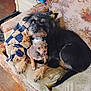 animal, black_dog, blanket, companions, couch, cozy, cute, dog, domestic, friendly, fur, home, indoor, mixed_breed, pets, puppy, resting, small_dog, two_dogs, wooden_floor
