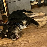 Bellatrix joined the competition — help win amazing prizes! black_dog, canine, collar, cozy, dog, floor, fur, home_gym, indoor, lying_down, pet, relaxed, resting, shoe, sneaker, tan_paws, tired_dog, tongue_out, weights, wooden_floor