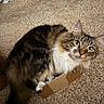 cat, tabby, cardboard_box, carpet, curious, fluffy, pet, indoor, feline, whiskers, paws, ears, fur, looking_up, cute, small_box, domestic_cat, animal, household, relaxed