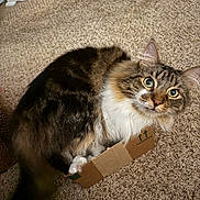 cat, tabby, cardboard_box, carpet, curious, fluffy, pet, indoor, feline, whiskers, paws, ears, fur, looking_up, cute, small_box, domestic_cat, animal, household, relaxed