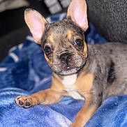 Star joined the competition — help win amazing prizes! puppy, dog, french_bulldog, pet, animal, cute, ears, blanket, blue, fur, lying_down, indoors, close_up, face, nose, paw, eyes, young, adorable, small