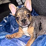 puppy, dog, french_bulldog, pet, animal, cute, ears, blanket, blue, fur, lying_down, indoors, close_up, face, nose, paw, eyes, young, adorable, small