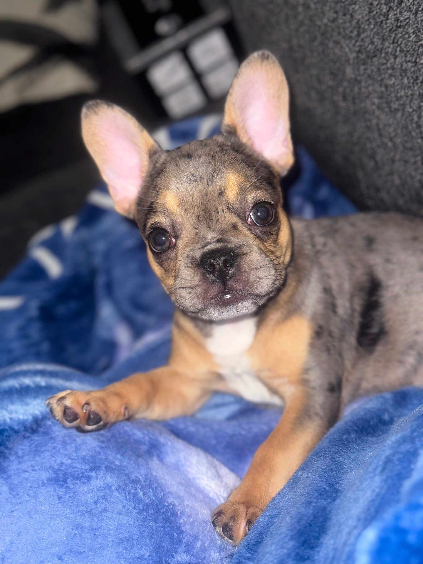 Star joined the competition — help win amazing prizes! puppy, dog, french_bulldog, pet, animal, cute, ears, blanket, blue, fur, lying_down, indoors, close_up, face, nose, paw, eyes, young, adorable, small