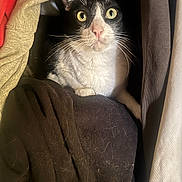 Oro is registered to the contest to win money with this photo: animal_portrait, black_and_white, cat, close_up, closet, clothes, cozy, curious, domestic_animal, fabric, folded_clothes, fur, hidden, indoor, pet, resting, soft, texture, whiskers, yellow_eyes