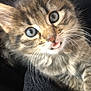 kitten, cat, tabby, blue_eyes, close_up, fur, whiskers, cute, pet, animal, tongue_out, young, feline, soft, cozy, resting, domestic_animal, playful, adorable, indoor