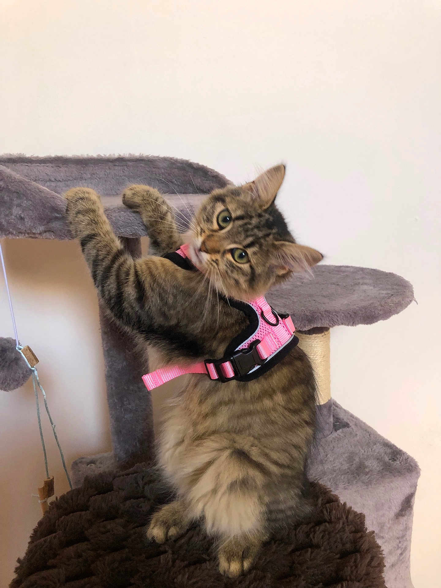 Lou a rejoint le concours — aidez-le/la à gagner de superbes lots ! cat, tabby, pet, indoor, feline, pink_harness, climbing, cat_tree, fur, whiskers, playful, curious, animal, cute, domestic, paws, ears, scratching_post, soft_texture, looking_back