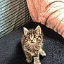 Lou a rejoint le concours — aidez-le/la à gagner de superbes lots ! kitten, cat, tabby, pet, feline, cute, small, fluffy, indoor, blanket, cushion, pink_throw, curious, young, animal, whiskers, ears, paw, fur, resting