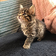 Lou a rejoint le concours — aidez-le/la à gagner de superbes lots ! kitten, cat, tabby, fur, pet, animal, cute, indoor, blanket, cushion, furniture, soft, young, whiskers, ears, curious, playful, cozy, portrait, small