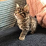 kitten, cat, tabby, fur, pet, animal, cute, indoor, blanket, cushion, furniture, soft, young, whiskers, ears, curious, playful, cozy, portrait, small