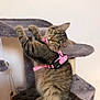Lou participe au concours pour gagner de l'argent avec cette photo : cat, tabby, pink_harness, cat_tree, indoor, pet, fur, whiskers, curious, playful, feline, climbing, animal, cute, fluffy, looking_back, ears, paws, soft_texture, home