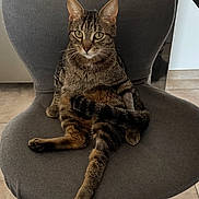 Loki participe au concours pour gagner de l'argent avec cette photo : cat, tabby, chair, indoor, pet, feline, relaxed, cushioned_chair, sitting, tail, paw, fur, cute, animal, domestic_cat, striped, looking, floor, home, cozy