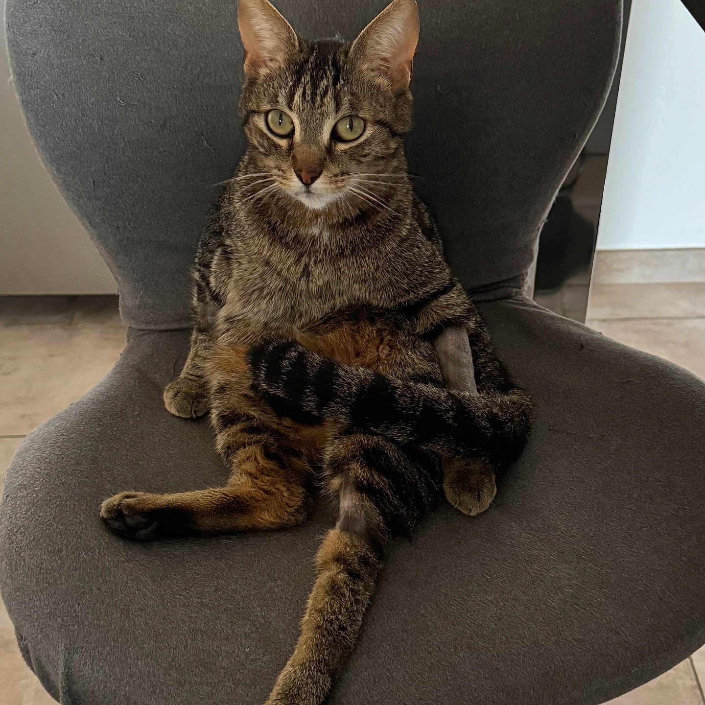 Loki participe au concours pour gagner de l'argent avec cette photo : cat, tabby, chair, indoor, pet, feline, relaxed, cushioned_chair, sitting, tail, paw, fur, cute, animal, domestic_cat, striped, looking, floor, home, cozy