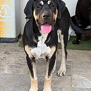 Flinn participe au concours pour gagner de l'argent avec cette photo : dog, black_dog, tan_markings, tongue_out, pet, animal, canine, standing, floor, tile, outdoor, wall, feeding_bowl, trash_bin, friendly, looking_at_camera, companion, domestic_animal, two_dogs, happy