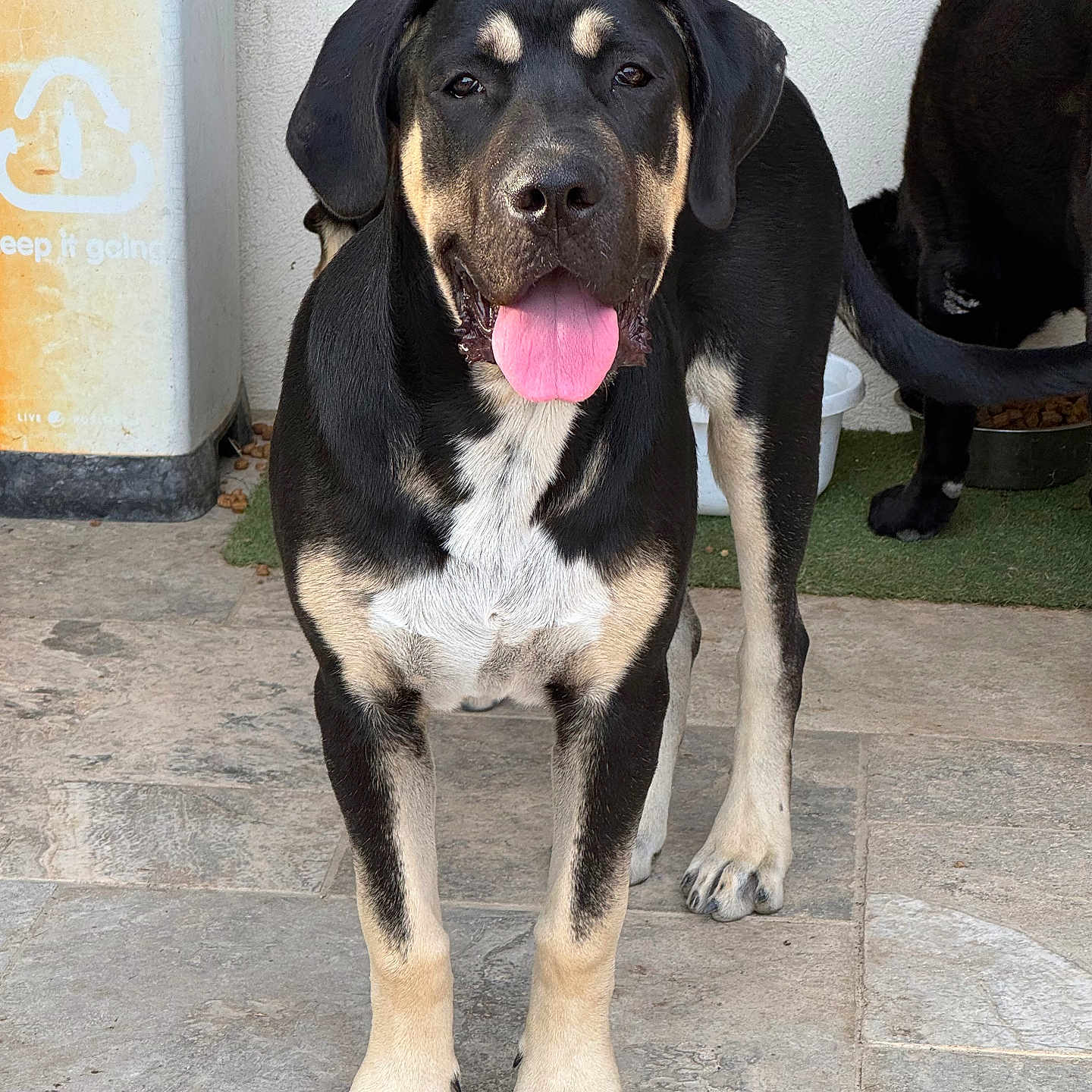 Flinn participe au concours pour gagner de l'argent avec cette photo : dog, black_dog, tan_markings, tongue_out, pet, animal, canine, standing, floor, tile, outdoor, wall, feeding_bowl, trash_bin, friendly, looking_at_camera, companion, domestic_animal, two_dogs, happy