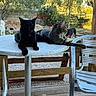 cat, black_cat, tabby_cat, dog, outdoor, table, metal_chair, wooden_deck, garden, trees, sunlight, relaxed, pets, animal, nature, fence, daytime, resting, paw, leisure