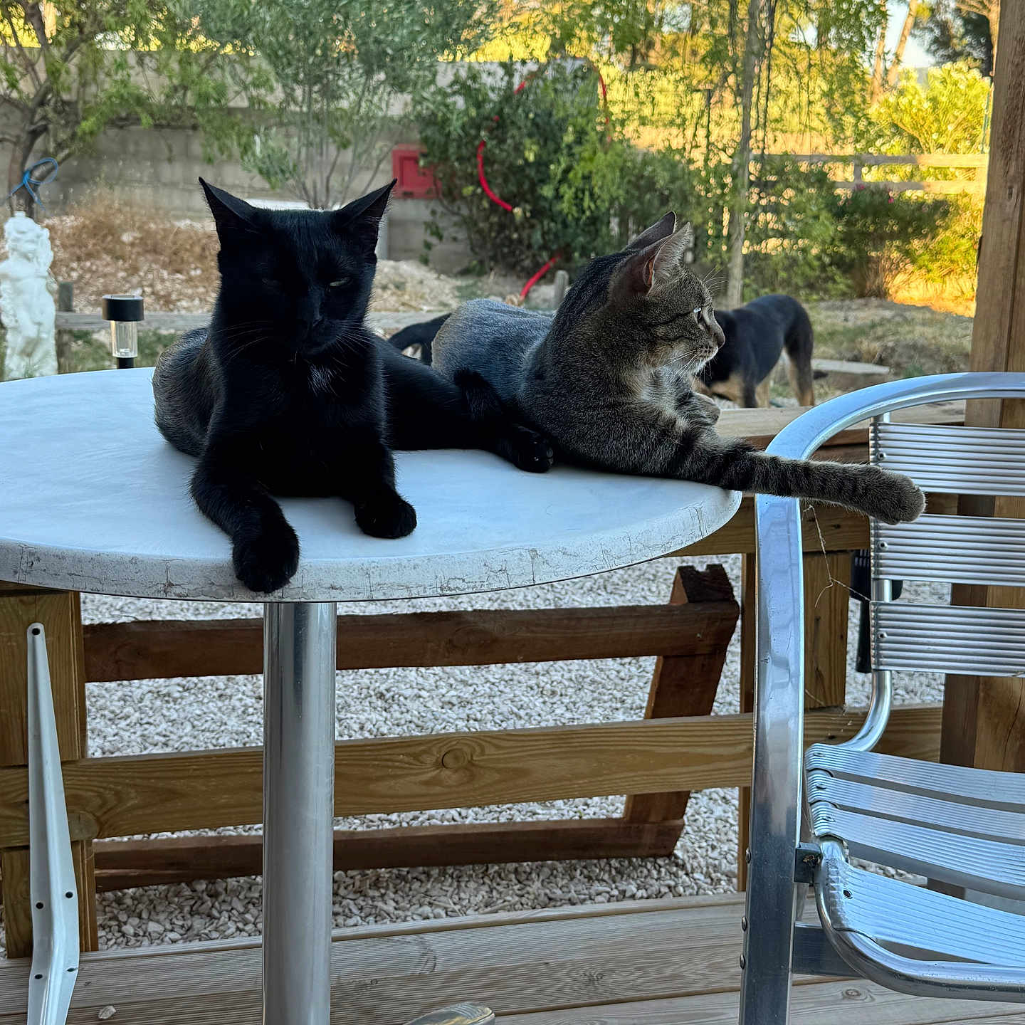 Ucchi a rejoint le concours — aidez-le/la à gagner de superbes lots ! cat, black_cat, tabby_cat, dog, outdoor, table, metal_chair, wooden_deck, garden, trees, sunlight, relaxed, pets, animal, nature, fence, daytime, resting, paw, leisure