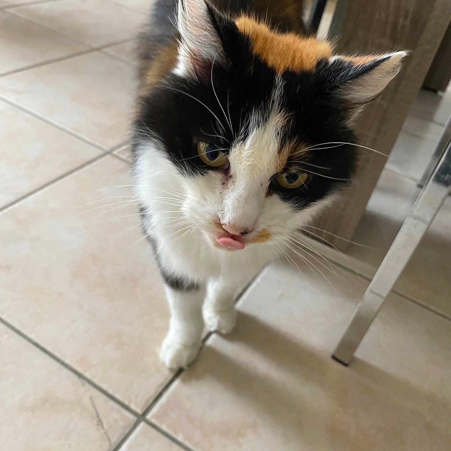 Chipie participe au concours pour gagner de l'argent avec cette photo : abyssinian, accessories, angora, animal, canine, cat, dog, flagstone, hardwood, husky, indoors, interiordesign, kitten, manx, path, pet, slate, tile, walkway, wood