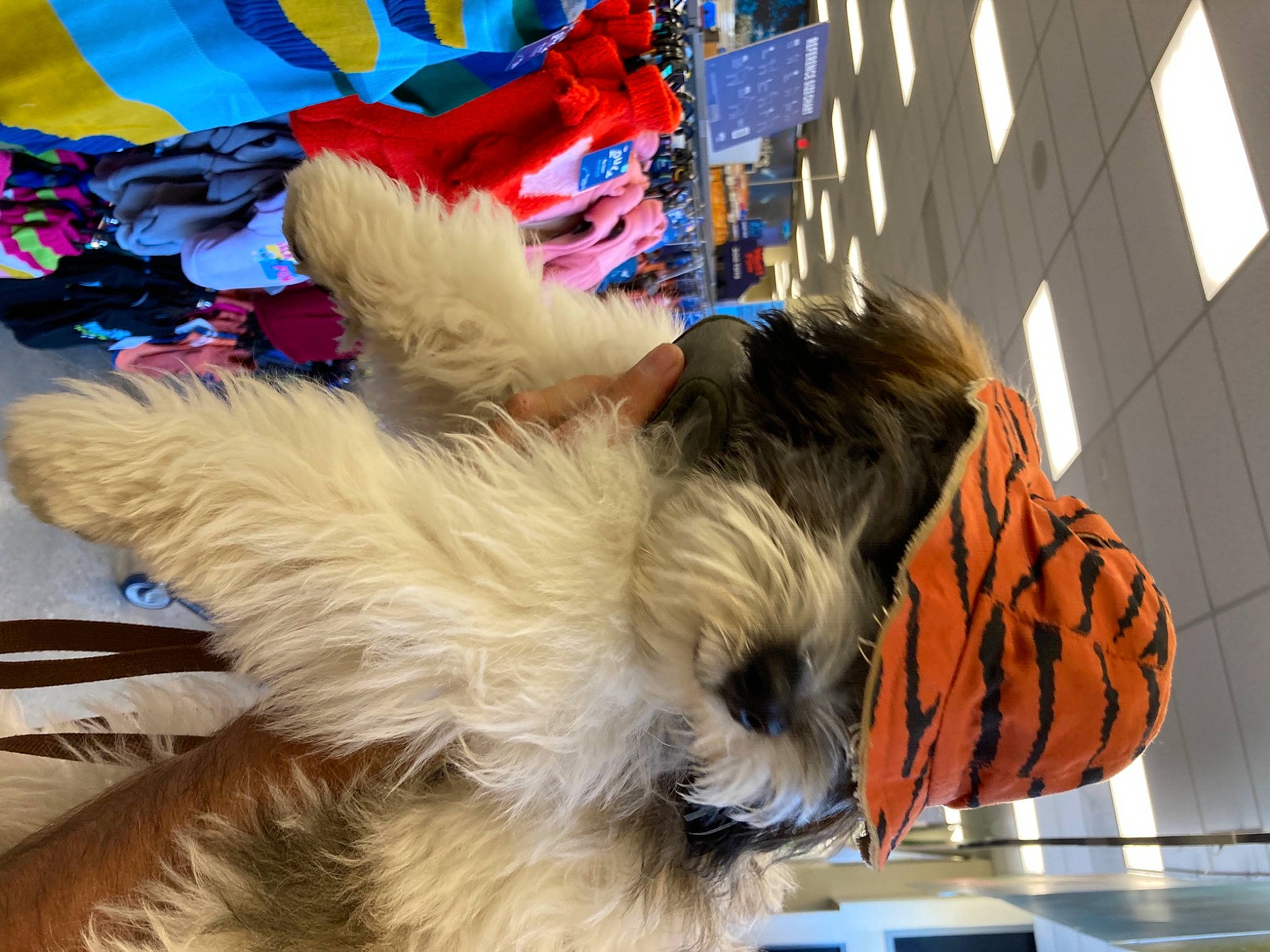 André joined the competition — help win amazing prizes! canidae, carnivore, chair, companion_dog, dog, dog_breed, dog_clothes, dog_supply, fawn, felidae, hat, party_hat, small_terrier, small_to_medium_sized_cats, snout, sporting_group, tail, terrier, toy_dog, working_animal