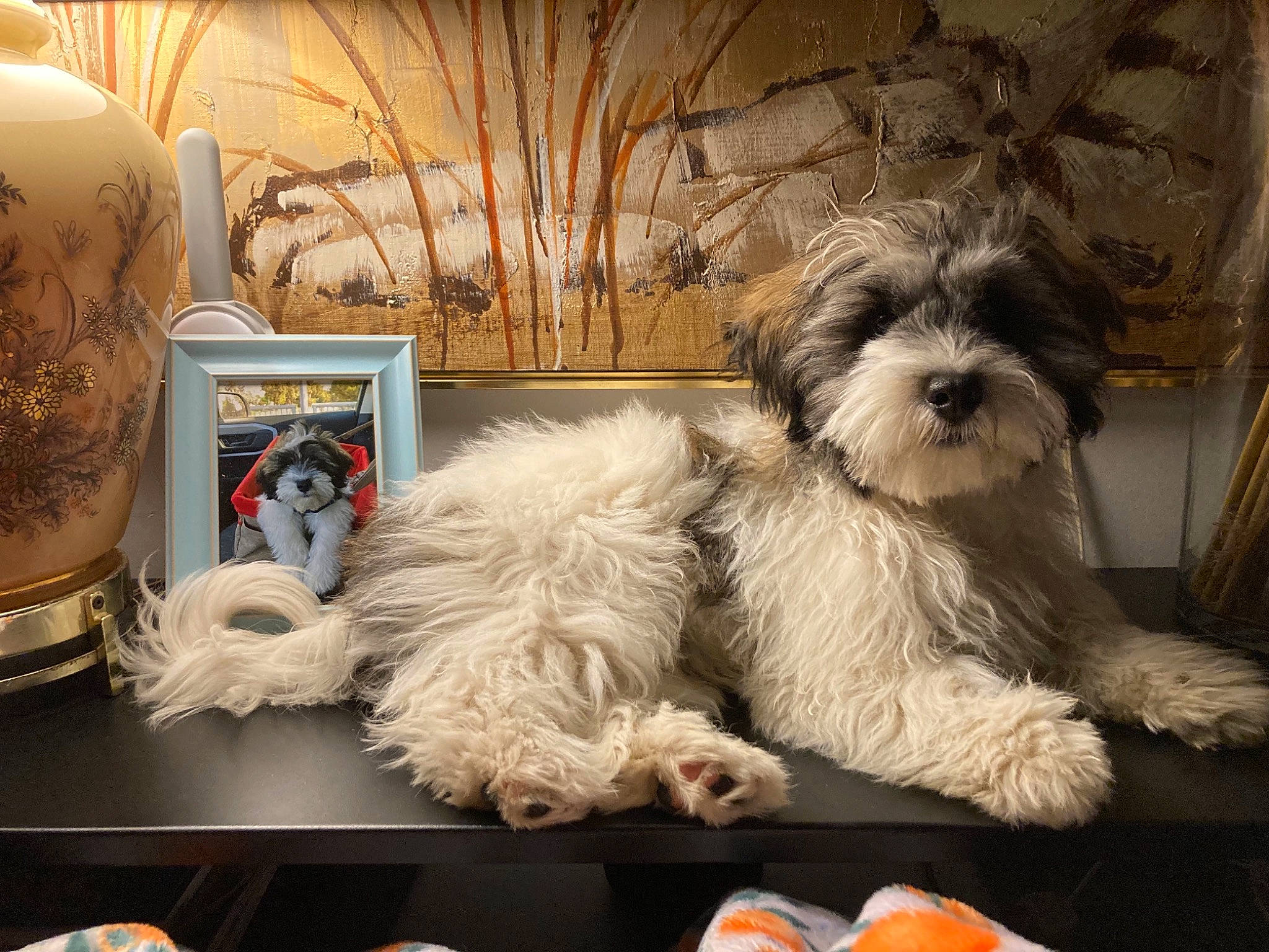André joined the competition — help win amazing prizes! art, canidae, carnivore, companion_dog, dog, dog_breed, event, feather, fur, liver, picture_frame, shih_tzu, small_terrier, sporting_group, still_life_photography, tableware, terrier, toy, toy_dog, working_animal