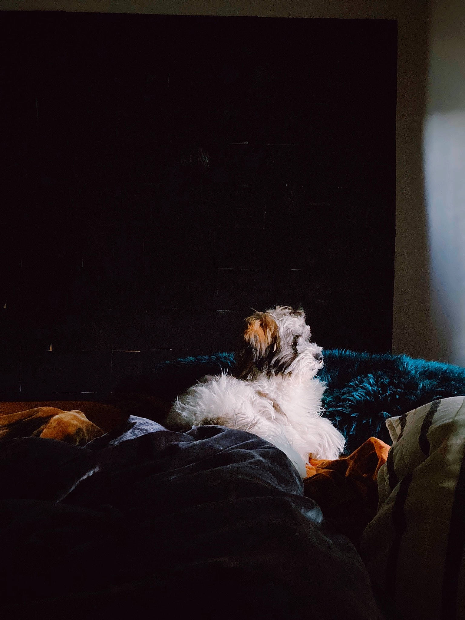 André is registered to the contest to win money with this photo: bed, bed_sheet, bedding, bedroom, comfort, companion_dog, darkness, event, felidae, flash_photography, flooring, fur, human_leg, linens, room, shadow, sitting, tints_and_shades, winter, wood