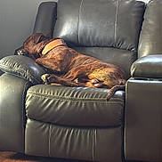 Nacho is registered to the contest to win money with this photo: animal, brown_dog, canine, collar, comfortable, cozy, dog, domestic, furniture, home, indoor, leather_couch, living_room, pet, quiet, relaxed, resting, side_view, sleeping, wood_floor