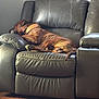 animal, brown_dog, canine, collar, comfortable, cozy, dog, domestic, furniture, home, indoor, leather_couch, living_room, pet, quiet, relaxed, resting, side_view, sleeping, wood_floor