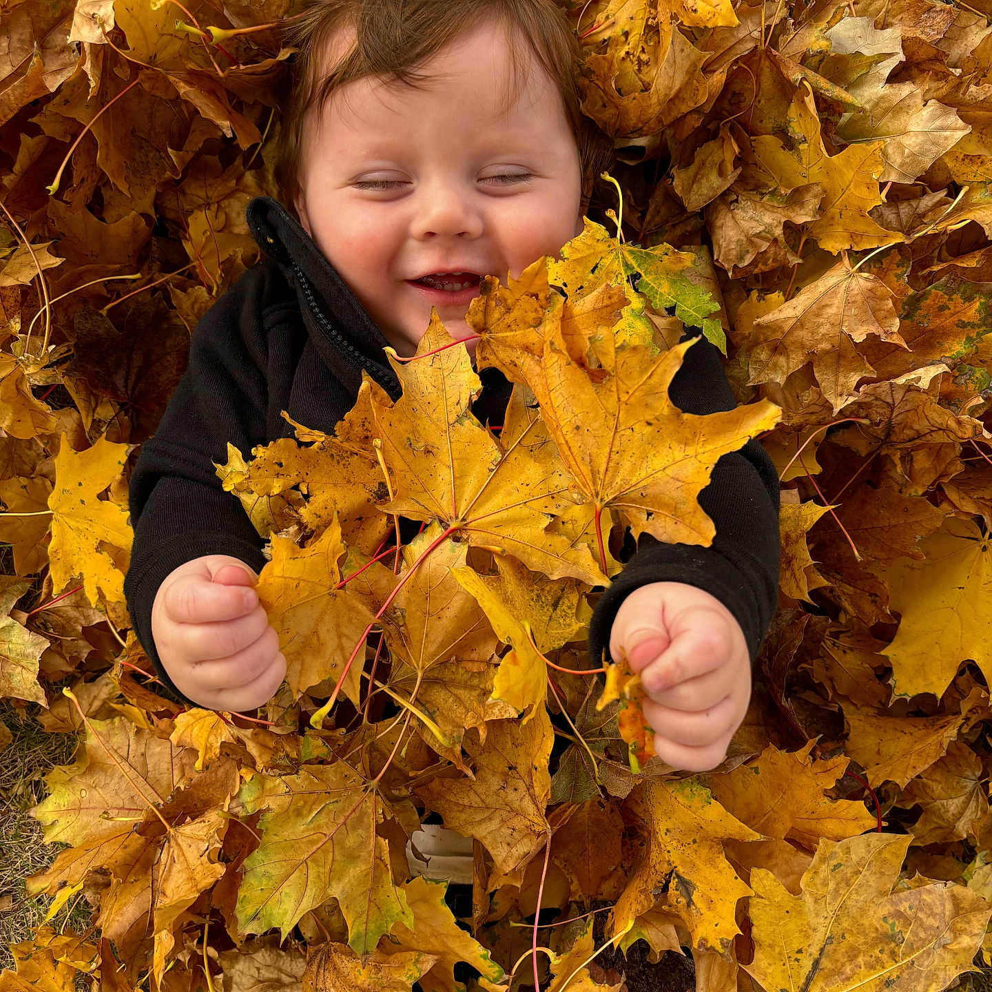 Oliver is registered to the contest to win money with this photo: baby, bodypart, clothing, coat, face, finger, hand, happy, head, jacket, leaf, maple, mapleleaf, person, photography, plant, portrait, smile, tree, vegetation