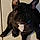 Amon