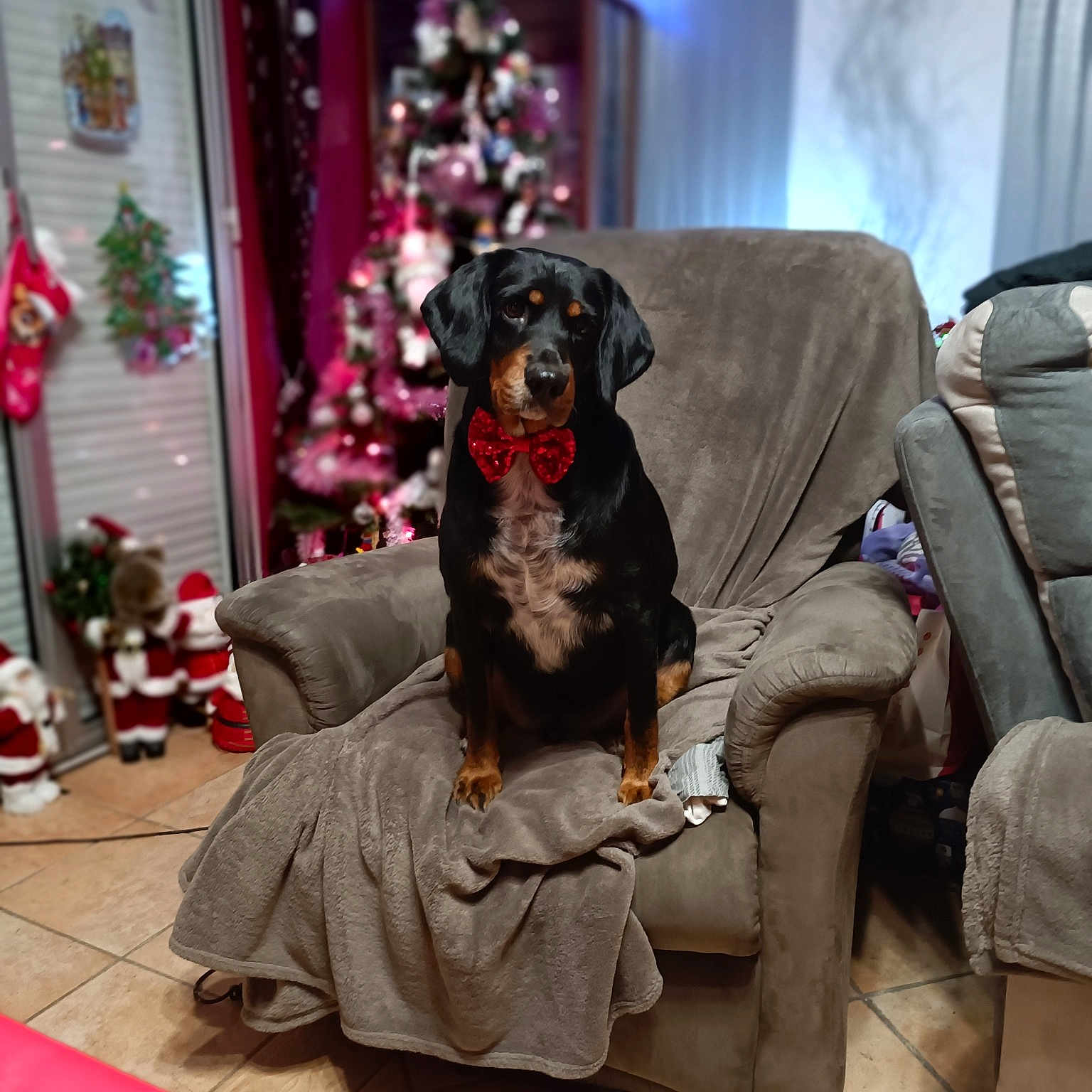 Mambo