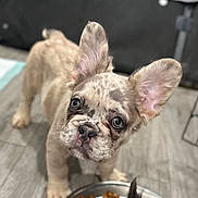 Winston joined the competition — help win amazing prizes! animal, brown, canine, close_up, curious, cute, dog, domestic, ears, expression, floor, food_bowl, french_bulldog, indoor, looking_up, pet, puppy, spots, wrinkled_face, young