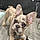 Winston