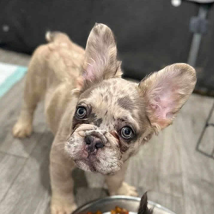 Winston joined the competition — help win amazing prizes! animal, brown, canine, close_up, curious, cute, dog, domestic, ears, expression, floor, food_bowl, french_bulldog, indoor, looking_up, pet, puppy, spots, wrinkled_face, young