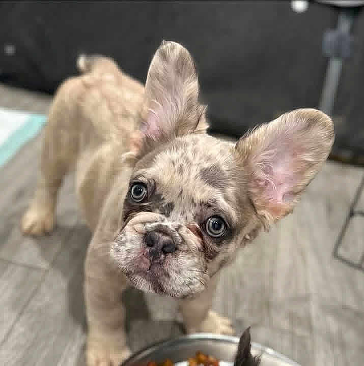 Winston