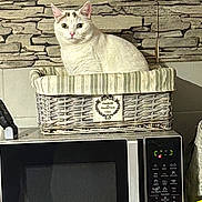 Candice a rejoint le concours — aidez-le/la à gagner de superbes lots ! abyssinian, animal, appliance, architecture, basket, building, cat, cooker, couch, device, electricaldevice, furniture, indoors, kitchen, manx, microwave, oven, pet, slate, wall