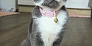 Miley is registered to the contest to win money with this photo: kitten, cat, gray_cat, white_paws, pink_collar, bell, golden_eyes, indoor, kitchen, rug, curious, pet, feline, young_cat, domestic_cat, floor, cabinet, appliance, whiskers, sitting