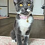 kitten, cat, gray_cat, white_paws, pink_collar, bell, golden_eyes, indoor, kitchen, rug, curious, pet, feline, young_cat, domestic_cat, floor, cabinet, appliance, whiskers, sitting