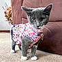 Miley joined the competition — help win amazing prizes! cat, kitten, clothing, dress, floral_pattern, carpet, indoor, furniture, couch, pet, animal, curious, gray_cat, white_paws, collar, bell, vase, flowers, decor, cute