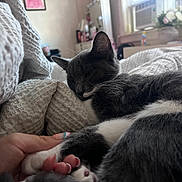 Miley is registered to the contest to win money with this photo: cat, gray_cat, white_paw, blanket, hand, nail_art, bedroom, window, flowers, soft_light, relaxation, indoor, cozy, fur, whiskers, paw, resting, sleepy, human, texture
