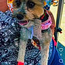 animal, casual_clothing, close_up, colorful_hat, companion, dog, hat, outdoor, patterned_shirt, paw_protection, person_holding_dog, pet_accessories, pink_booties, playful, shoes, small_dog, summer, sun_hat, tongue_out, walking