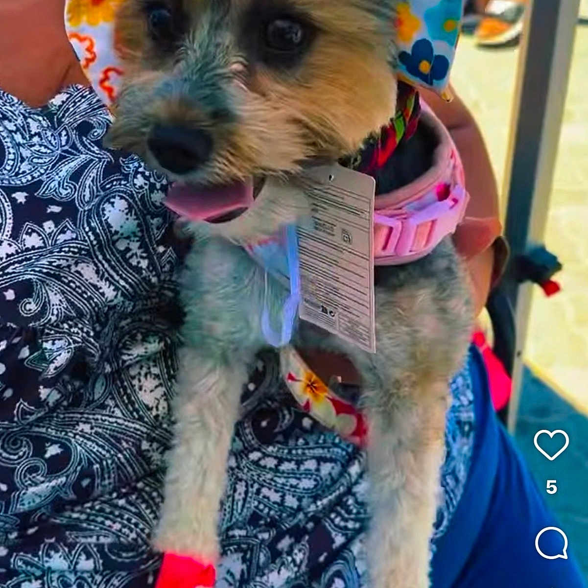 Rosie