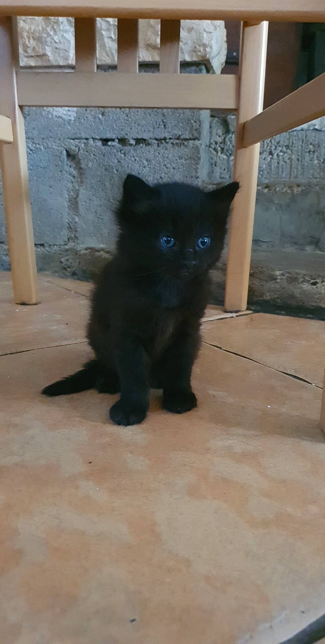 Rusty participe au concours pour gagner de l'argent avec cette photo : black_cat, bombay, carnivore, cat, domestic_short_haired_cat, electric_blue, eye, felidae, flooring, fur, small_to_medium_sized_cats, snout, tail, terrestrial_animal, whiskers