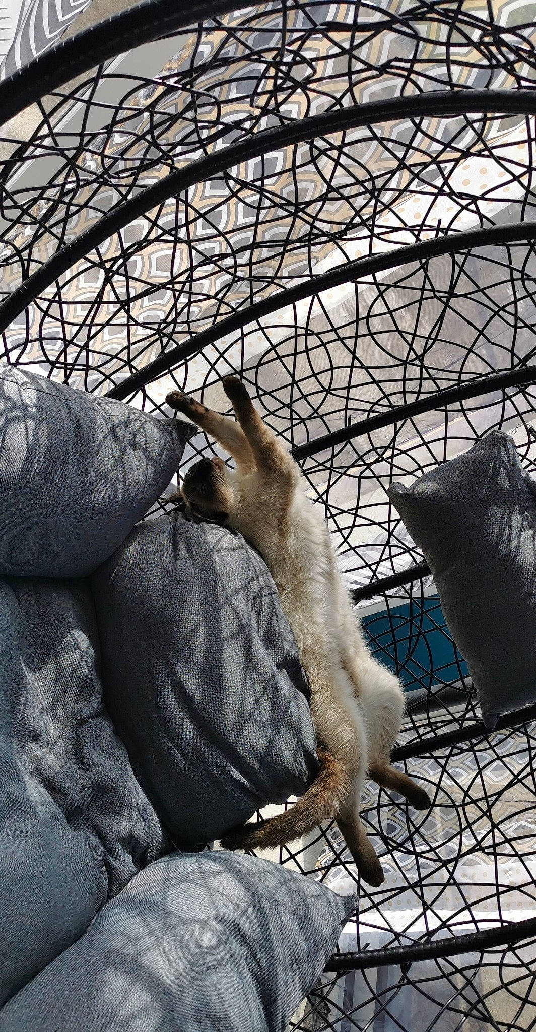 Rio a rejoint le concours — aidez-le/la à gagner de superbes lots ! botany, branch, carnivore, cat, chain_link_fencing, fawn, felidae, fence, fur, mesh, net, plant, snout, tail, terrestrial_animal, tree, twig, whiskers, winter, wire_fencing
