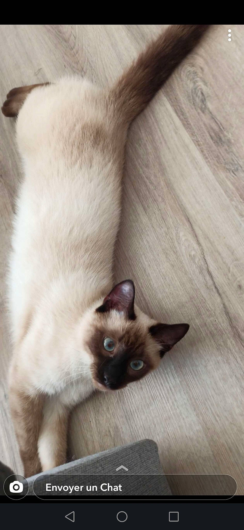 Rio participe au concours pour gagner de l'argent avec cette photo : birman, carnivore, cat, close_up, domestic_short_haired_cat, fawn, felidae, flooring, fur, hardwood, paw, siamese, small_to_medium_sized_cats, snout, tail, terrestrial_animal, thai, whiskers, wood