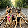 animal, canine, daylight, dog, ears_up, forest, german_shepherd, greenery, harness, leash, nature, outdoor, pet, playful, portrait, railroad_tracks, sitting, tongue_out, two_dogs, wooden_platform