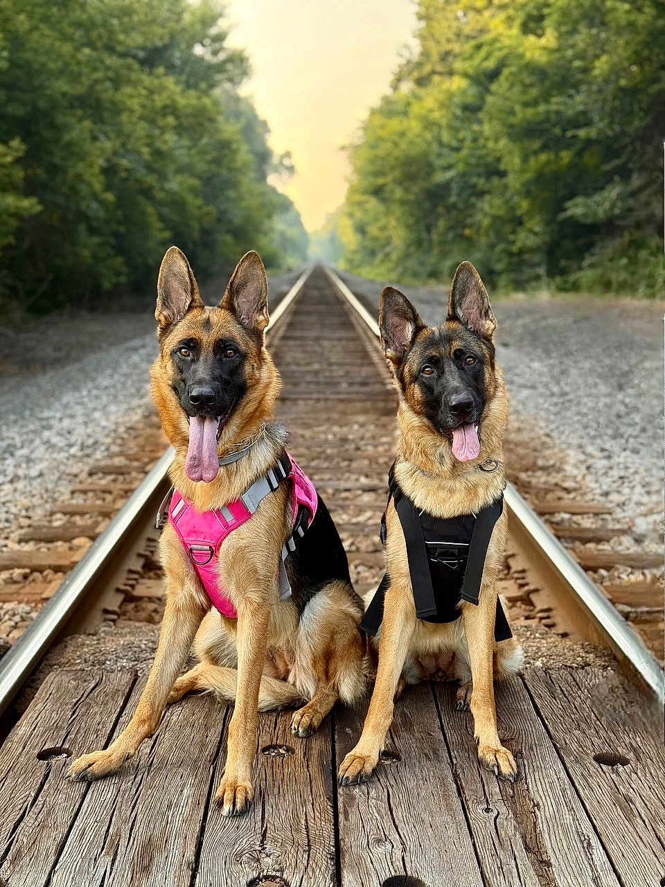 Quinny And Letti is registered to the contest to win money with this photo: dog, german_shepherd, animal, outdoor, railroad_tracks, wooden_platform, nature, tongue_out, pet, canine, forest, greenery, sitting, playful, leash, harness, two_dogs, ears_up, daylight, portrait