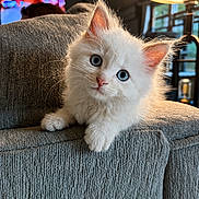 Oaki is registered to the contest to win money with this photo: kitten, cat, fluffy, white_cat, blue_eyes, couch, indoor, lamp, cozy, texture, pet, animal, curious, furniture, soft_light, closeup, cute, domestic_cat, relaxing, background_blur